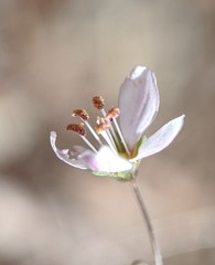 Hesperolinon micranthum