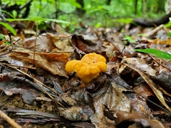 Cantharellus flavolateritius