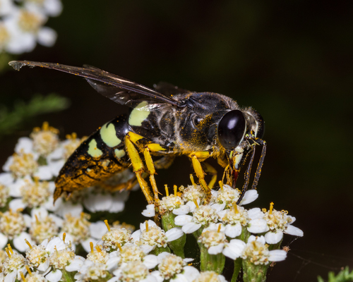 Horse Guard Wasp photo 3