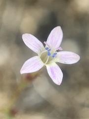 Allophyllum capillare