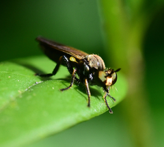 Eudioctria sackeni
