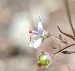 Hesperolinon micranthum