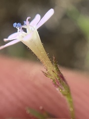 Allophyllum capillare