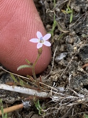Allophyllum capillare
