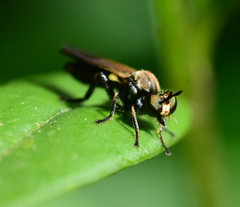 Eudioctria sackeni