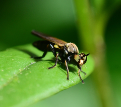 Eudioctria sackeni