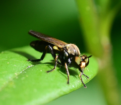 Eudioctria sackeni
