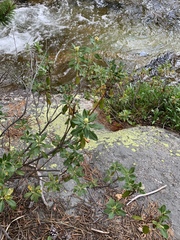 Rhododendron columbianum