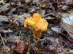 Cantharellus flavolateritius