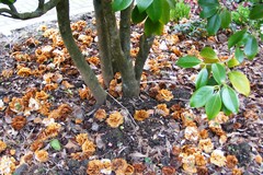Ciborinia camelliae
