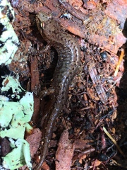 Desmognathus wrighti