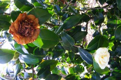Ciborinia camelliae