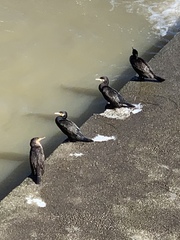 Phalacrocorax carbo