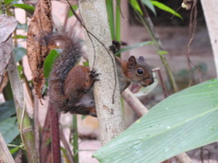 Sciurus deppei