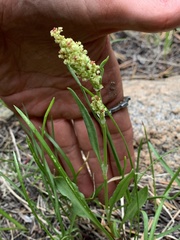 Rumex paucifolius