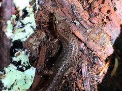 Desmognathus wrighti