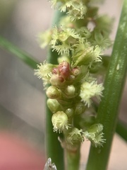 Rumex paucifolius