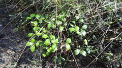 Everistia vacciniifolia nervosa