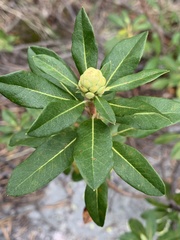 Chrysomyxa rhododendri