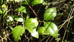 Everistia vacciniifolia nervosa