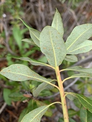 Chrysomyxa rhododendri