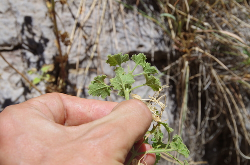 Image of Laphamia parryi by (c) Eric Knight, some rights reserved (CC BY)