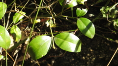 Everistia vacciniifolia nervosa