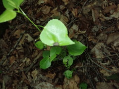 Populus balsamifera balsamifera