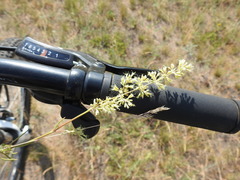 Silene borysthenica