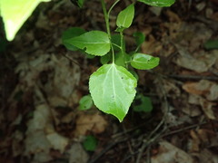 Populus balsamifera balsamifera