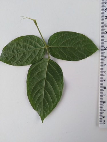 Centrosema molle