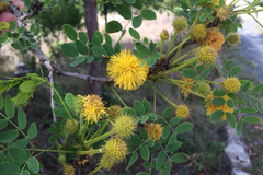 Leucaena retusa