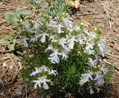 Teucrium laciniatum