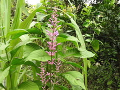 Odontonema callistachyum