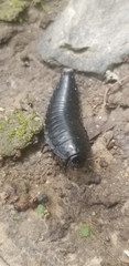 Necrophila americana