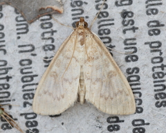 Framinghamia helvalis