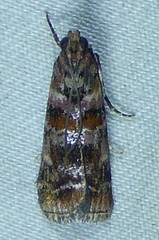 Dioryctria pygmaeella