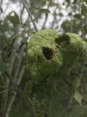 Pachypappa sacculi