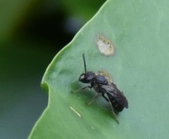 Hemihalictus