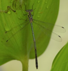 Lestes inaequalis