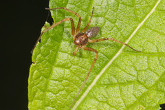 Philodromus marxi