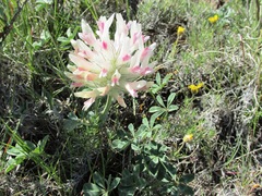 Trifolium macrocephalum