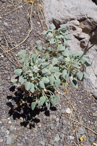 Eriogonum tenellum var. platyphyllum