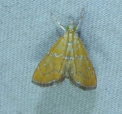 Xanthophysa psychicalis