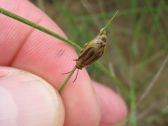 Erynephala maritima