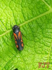 Oncometopia rufipennis