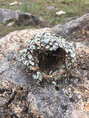 Caprimulgiformes
