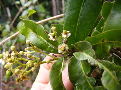 Exothea paniculata