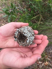Caprimulgiformes