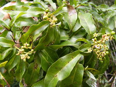 Exothea paniculata